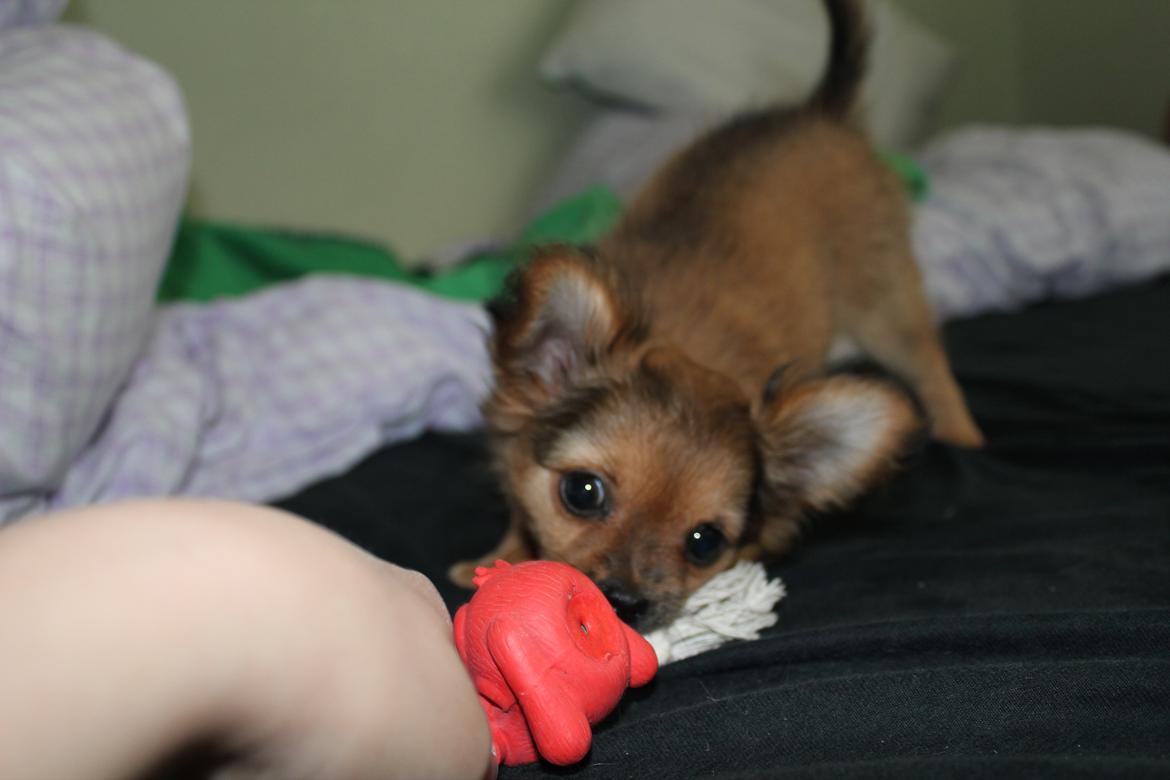 Chihuahua Isa billede 19