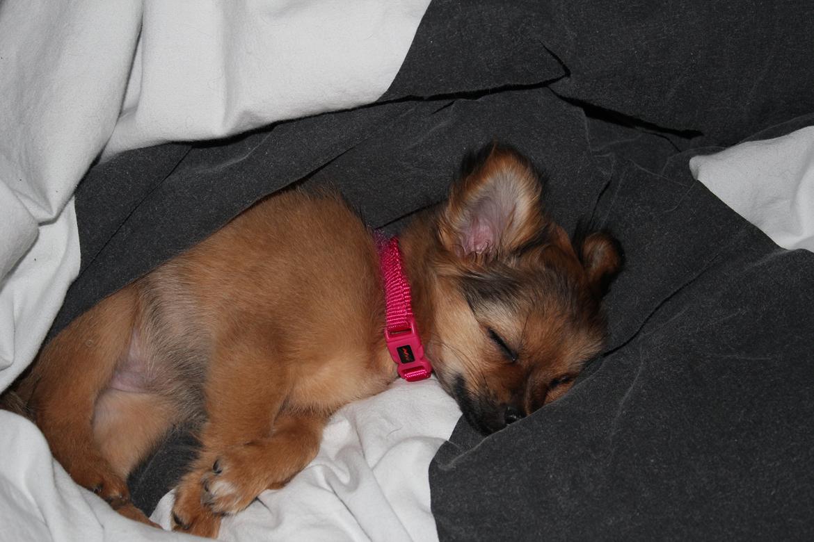 Chihuahua Isa billede 18