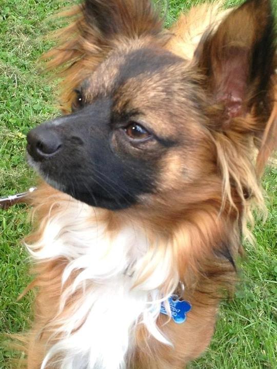 Chihuahua Chiano billede 1