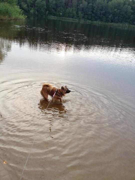 Chihuahua Chiano billede 2