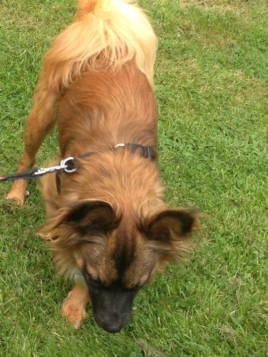 Chihuahua Chiano billede 3