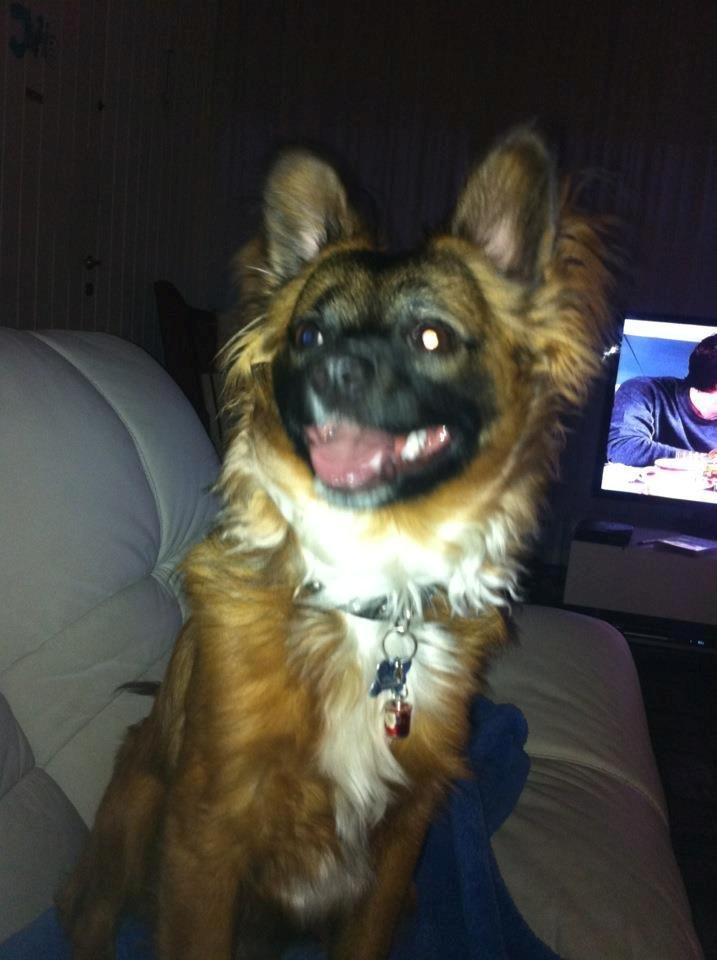 Chihuahua Chiano billede 4