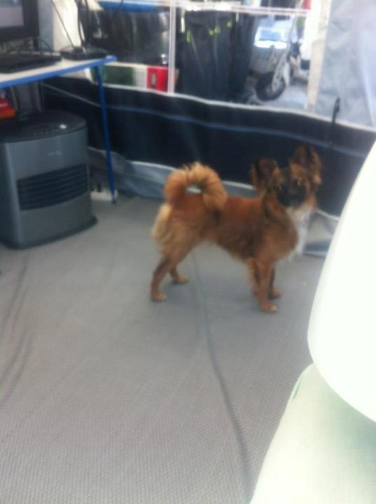 Chihuahua Chiano billede 5