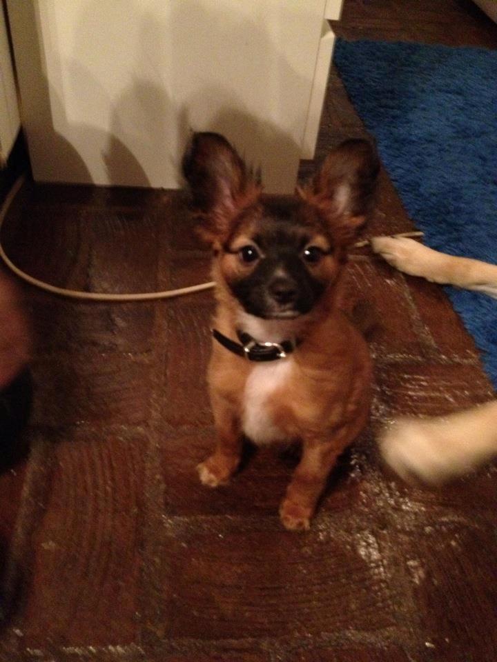 Chihuahua Chiano billede 6