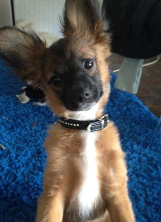 Chihuahua Chiano billede 7