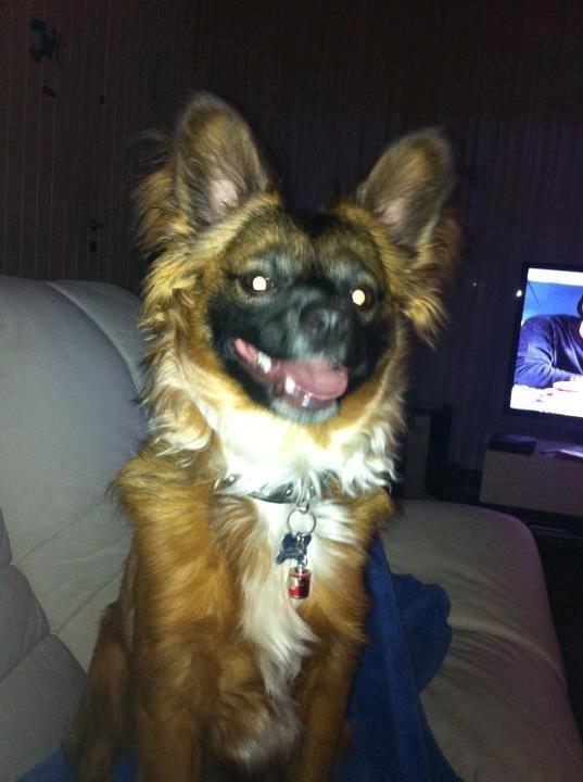 Chihuahua Chiano billede 8