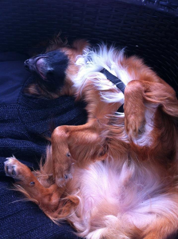 Chihuahua Chiano billede 9