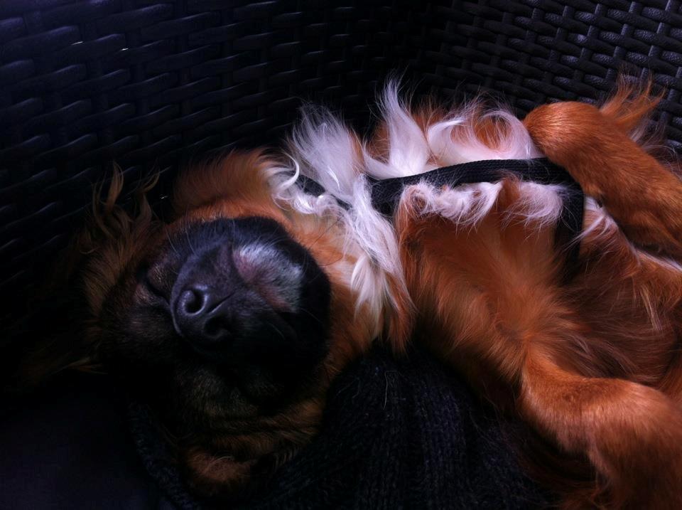 Chihuahua Chiano billede 10