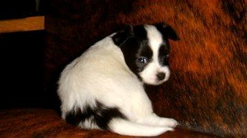 Chihuahua chica billede 6