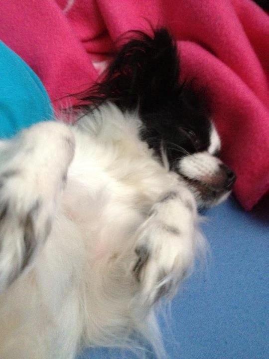 Chihuahua chica billede 7