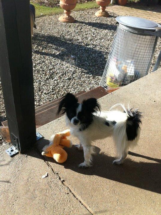 Chihuahua chica billede 8