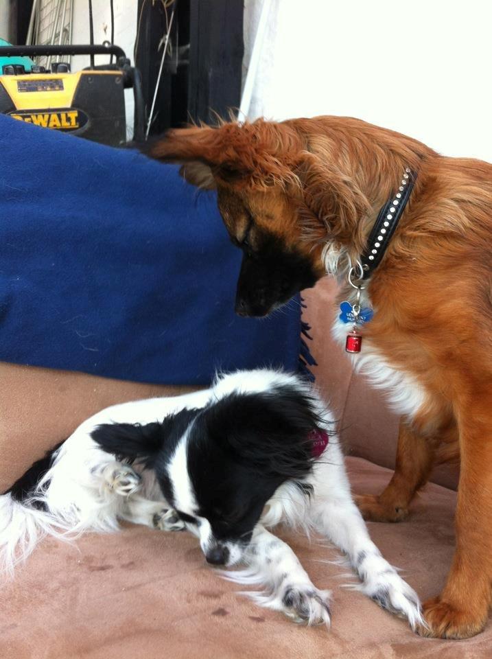 Chihuahua Chiano billede 11