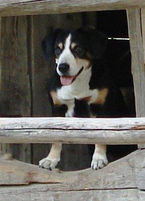 Entlebucher sennenhund Hannah - I Schweiz. Nu kun med et øje billede 9