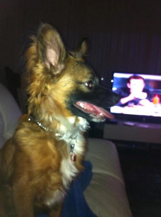 Chihuahua Chiano billede 12