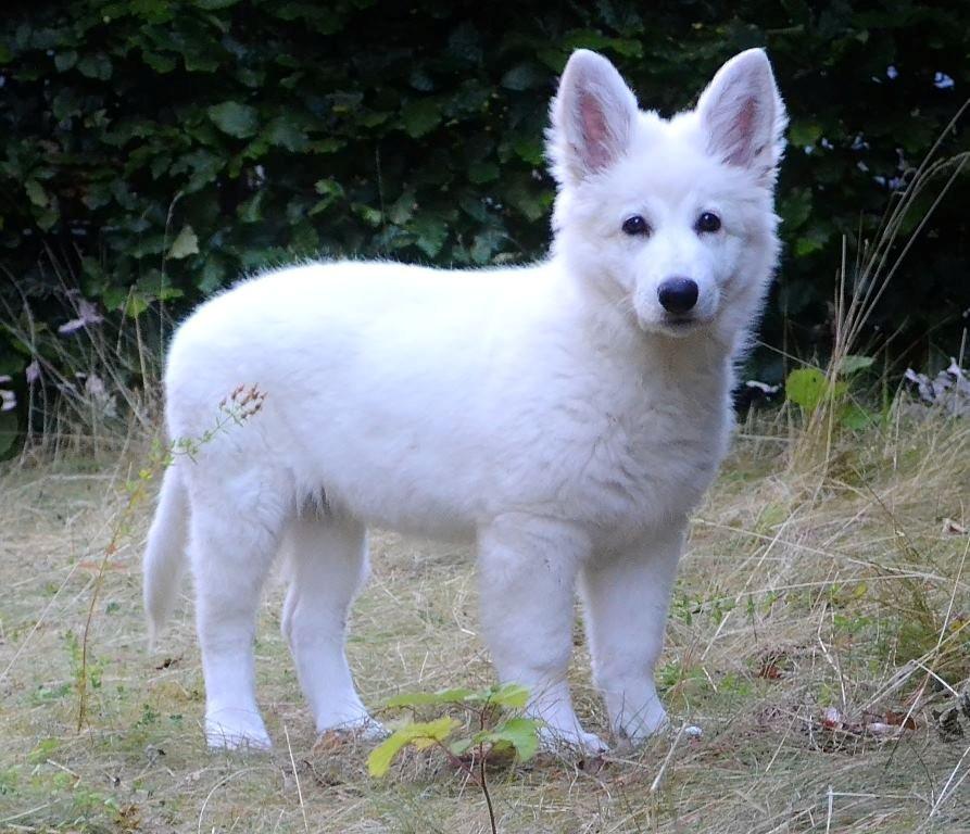 Hvid Schweizisk Hyrdehund Britaje Amira Angélique billede 1