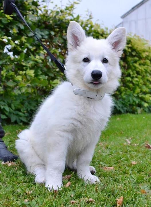 Hvid Schweizisk Hyrdehund Britaje Amira Angélique billede 2