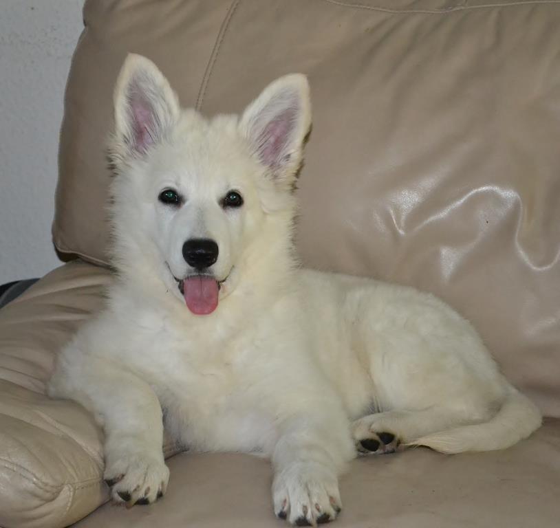 Hvid Schweizisk Hyrdehund Britaje Amira Angélique billede 3