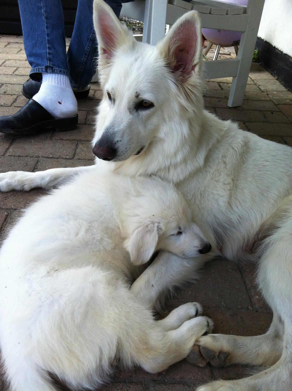 Hvid Schweizisk Hyrdehund Britaje Amira Angélique billede 4