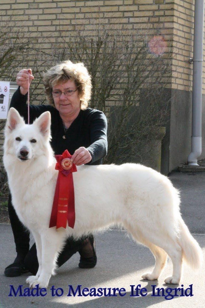 Hvid Schweizisk Hyrdehund Britaje Amira Angélique - Mimmie 
(Made-To-Measure Ife Ingrid) billede 5