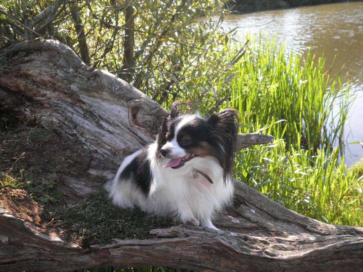 Papillon Chicca billede 1