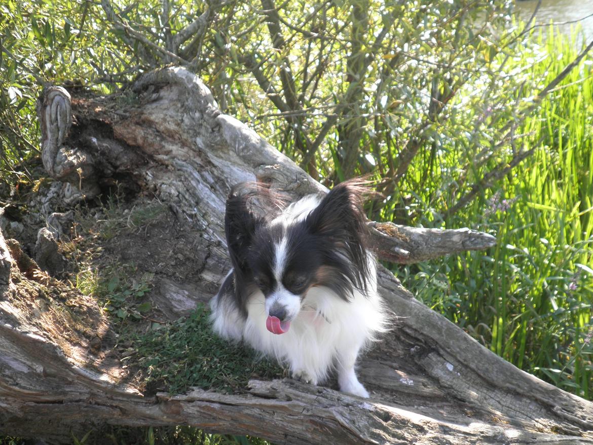 Papillon Chicca billede 8