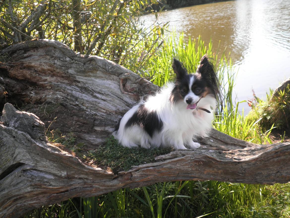 Papillon Chicca billede 9