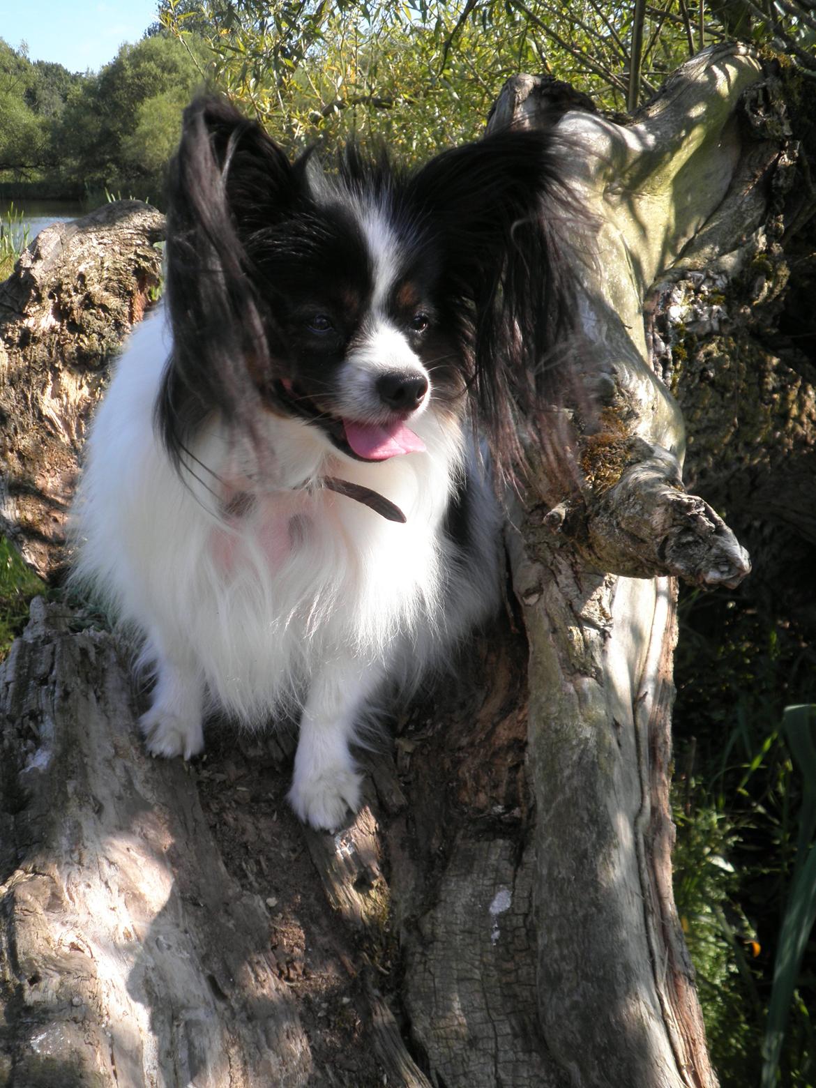 Papillon Chicca billede 10