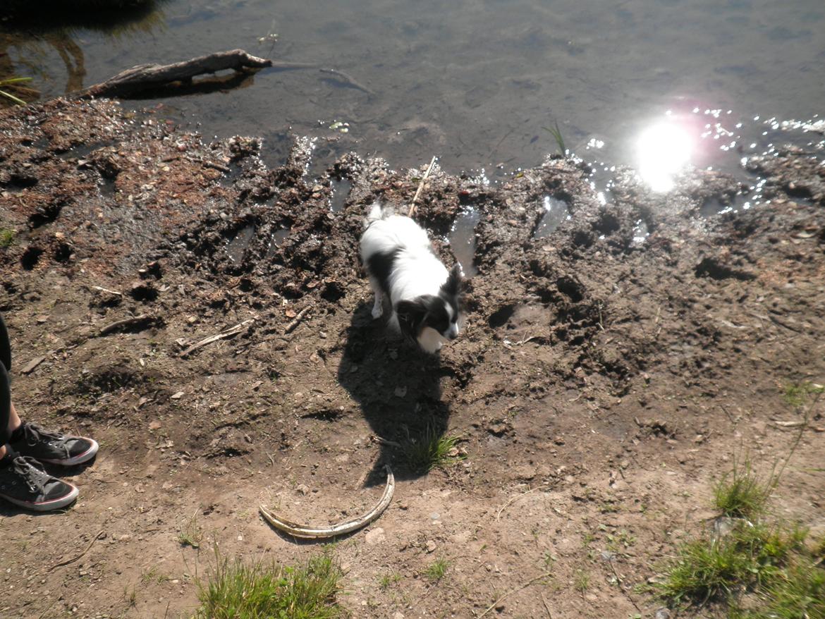 Papillon Chicca billede 11