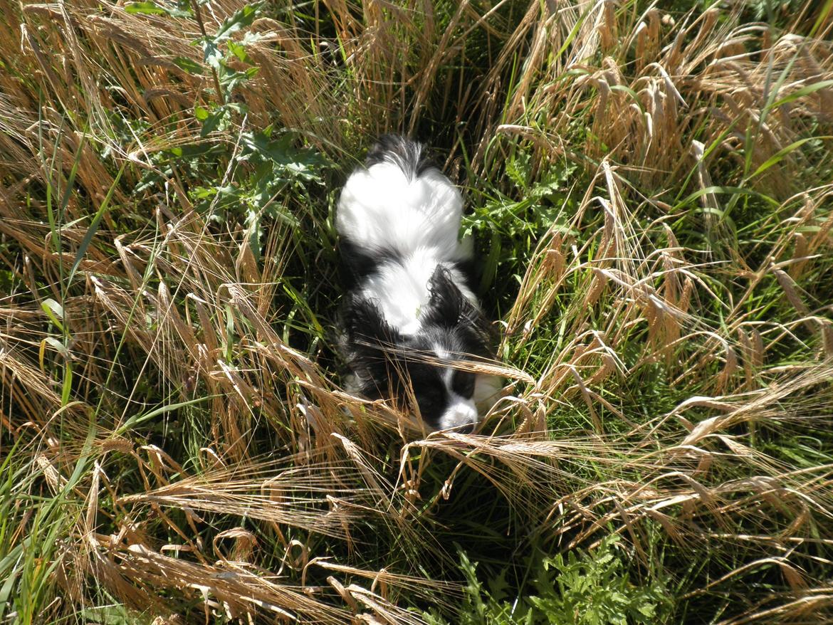 Papillon Chicca billede 12