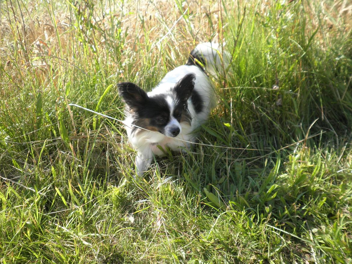Papillon Chicca billede 13