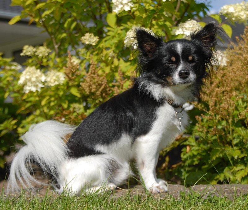 Chihuahua Harley - August 2012 billede 20