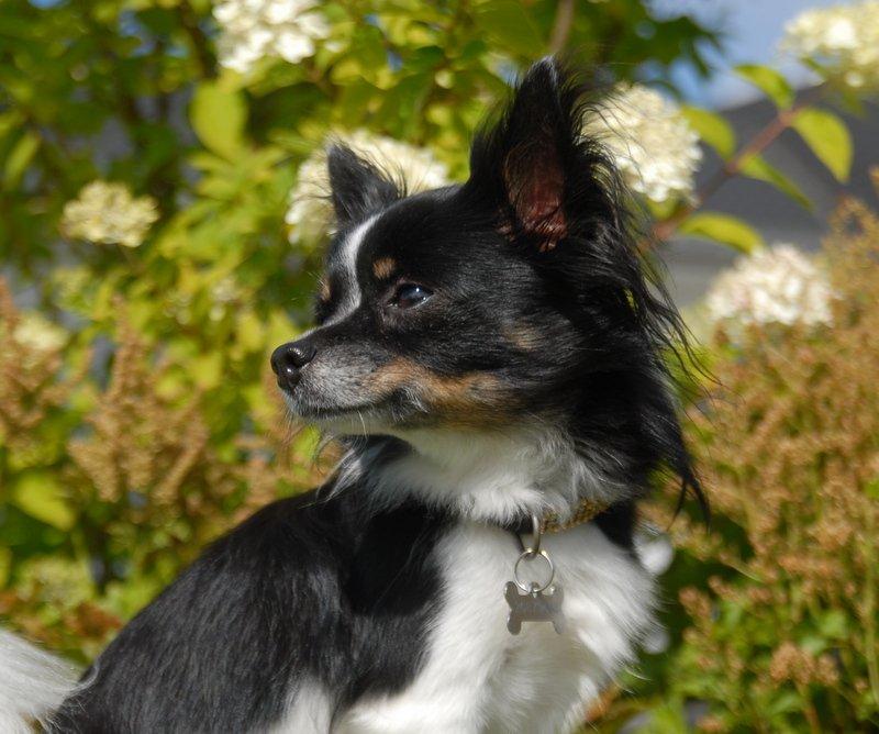 Chihuahua Harley - August 2012 billede 1