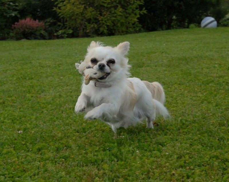 Chihuahua Daisy - August 2012 billede 19