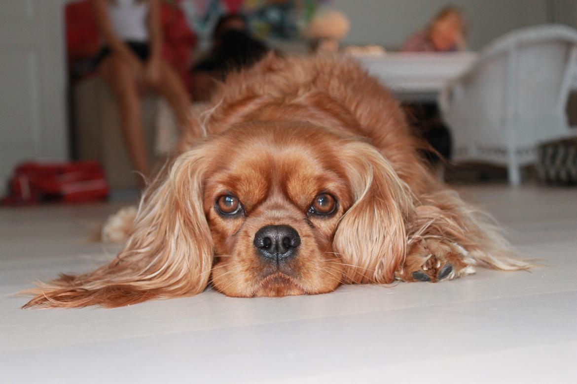 Cavalier king charles spaniel Miley billede 1