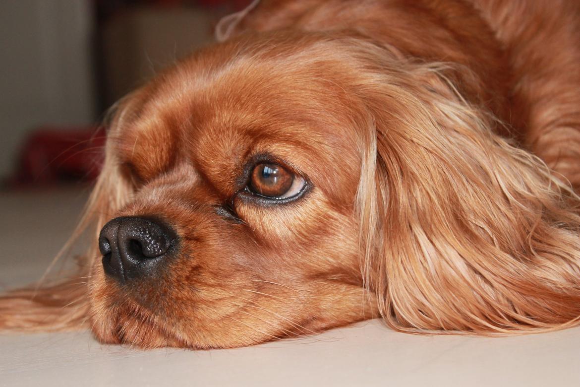 Cavalier king charles spaniel Miley billede 2