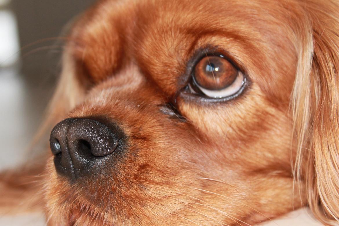 Cavalier king charles spaniel Miley billede 3