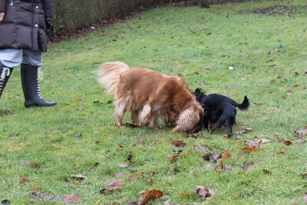 Cavalier king charles spaniel Miley billede 4