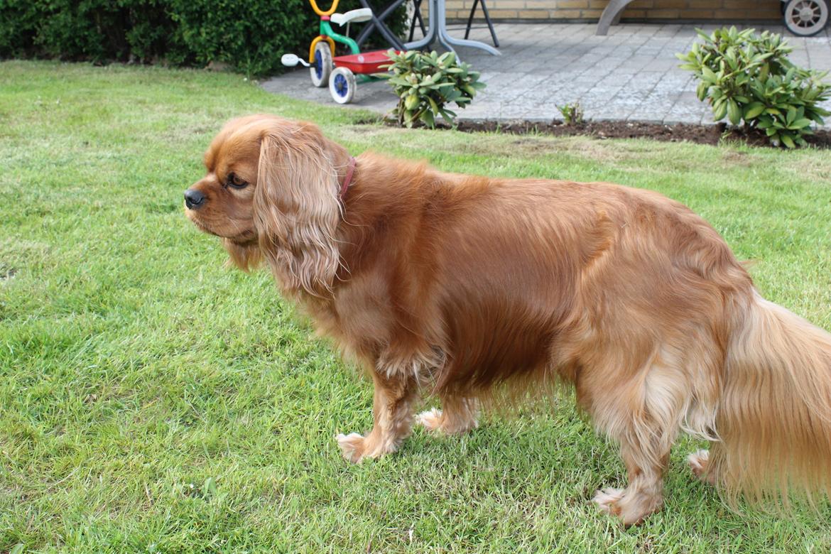 Cavalier king charles spaniel Miley billede 5
