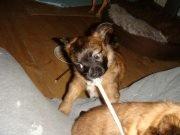 Chihuahua Chiano billede 13