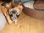 Chihuahua Chiano billede 14