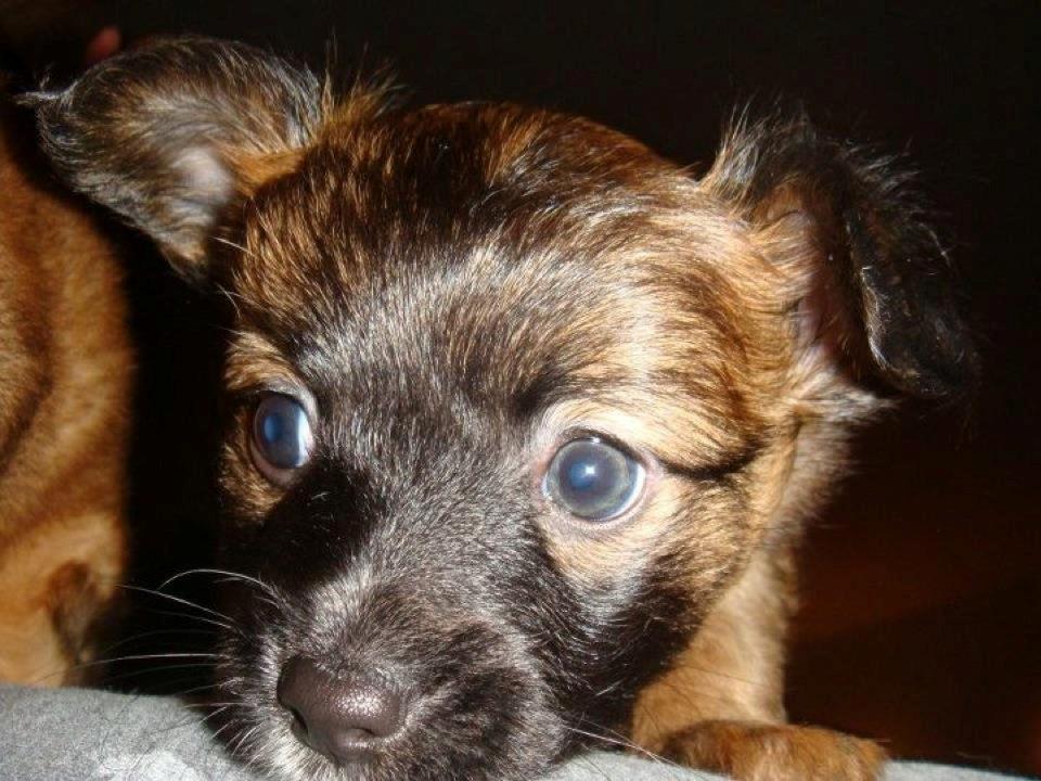 Chihuahua Chiano billede 15