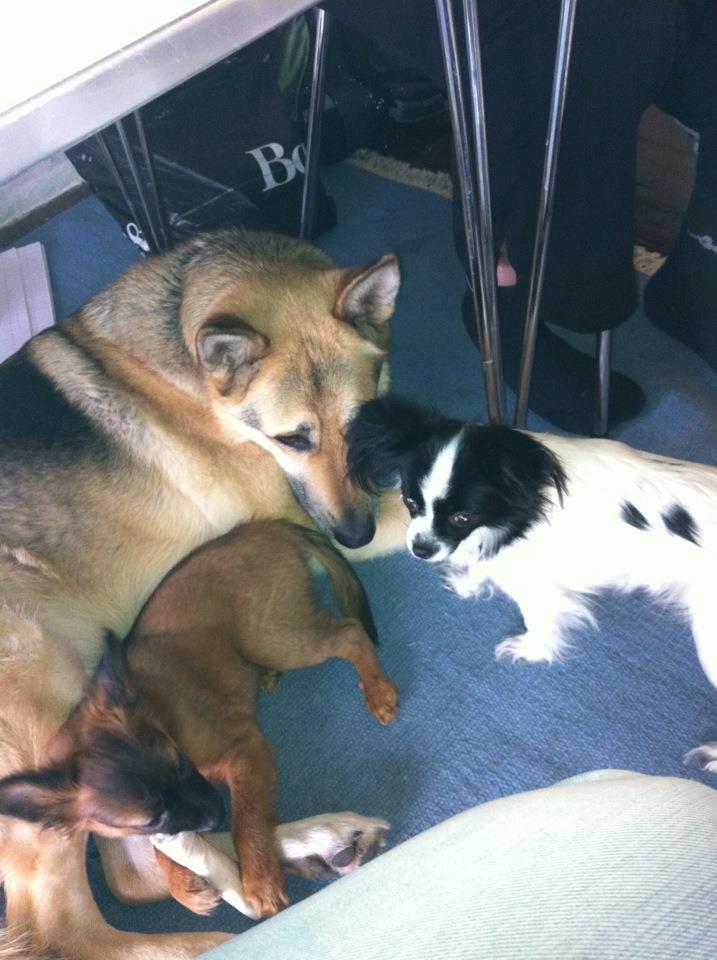 Chihuahua chica billede 9