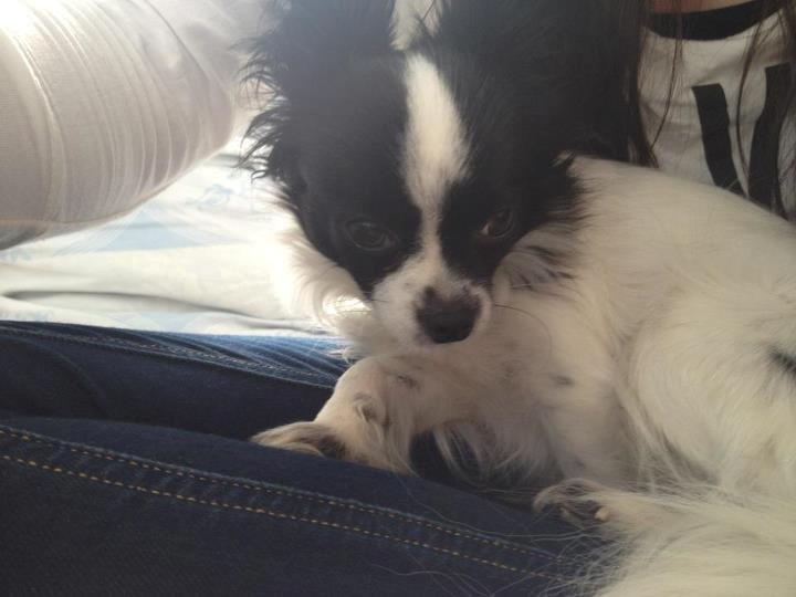 Chihuahua chica billede 10