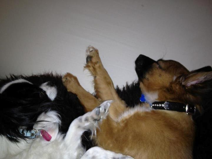 Chihuahua chica billede 11