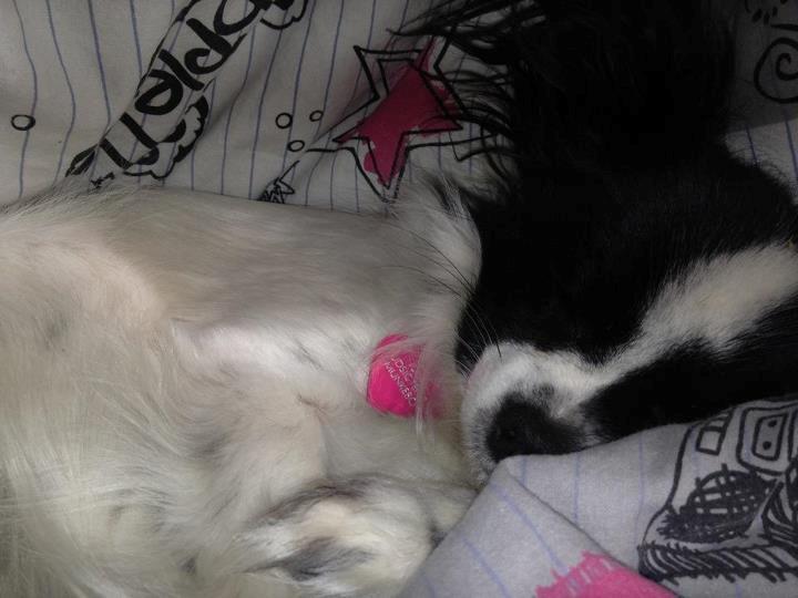 Chihuahua chica billede 12