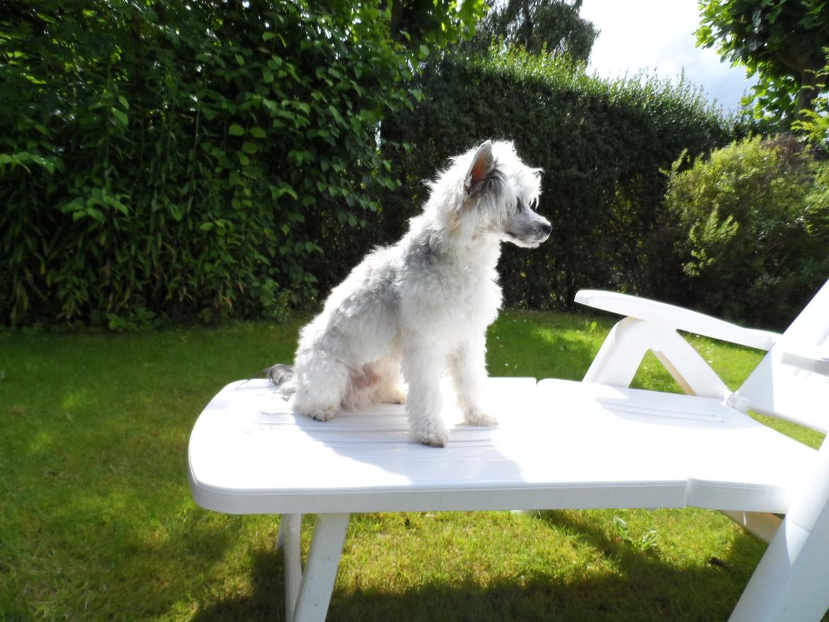 Chinese crested powder puff Giszmo billede 1