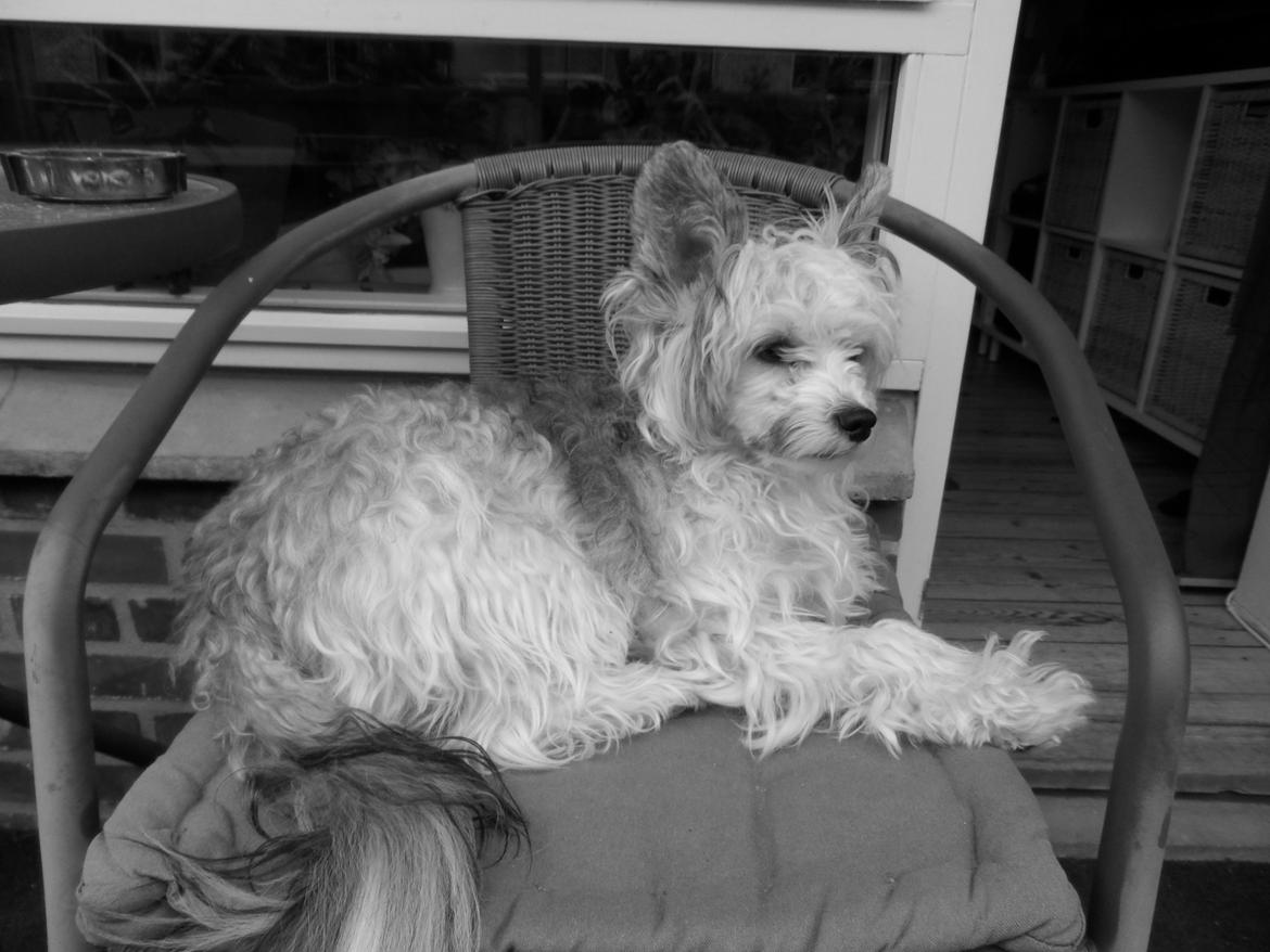 Chinese crested powder puff Giszmo billede 2