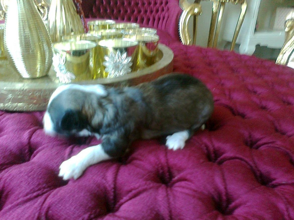 Chinese crested powder puff Giszmo billede 3