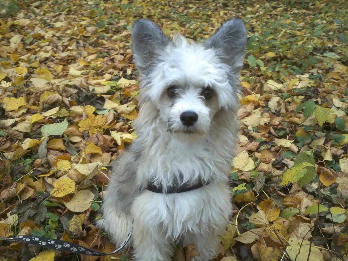 Chinese crested powder puff Giszmo billede 4