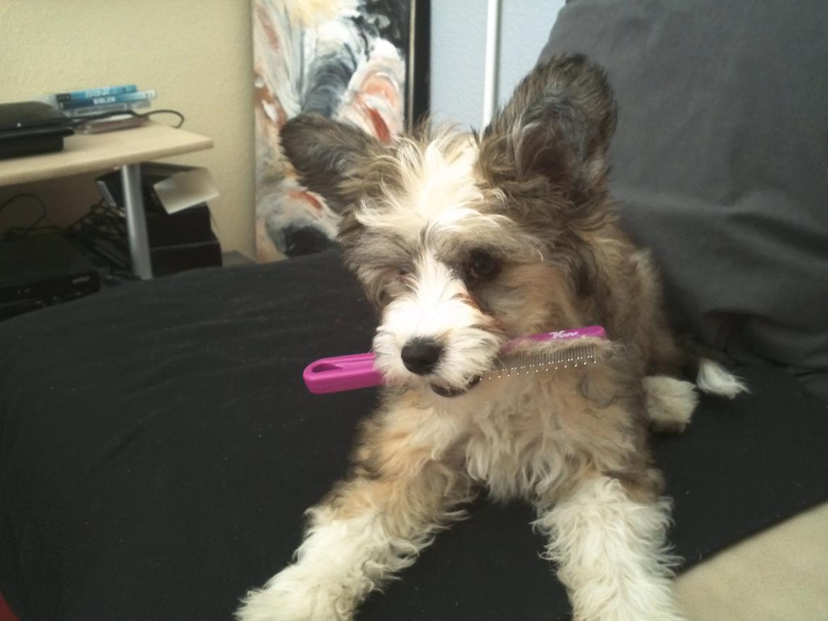 Chinese crested powder puff Giszmo billede 5